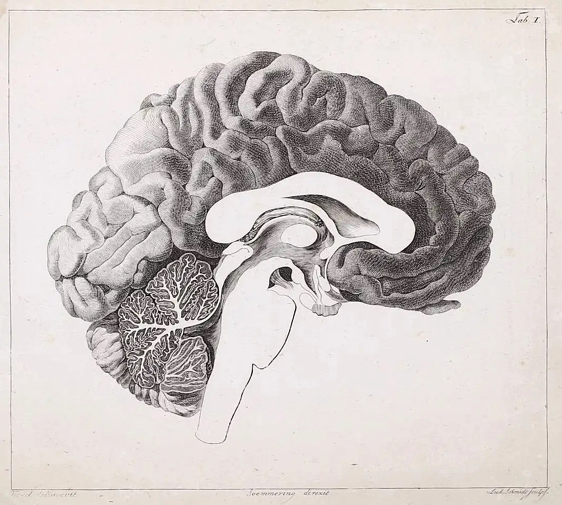 Soemmering's brain section as represented by artist Christian Koeck